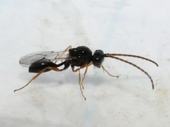 Anacharitinae