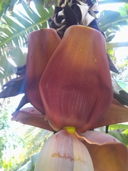 Musa × paradisiaca