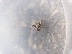 Habronattus mexicanus