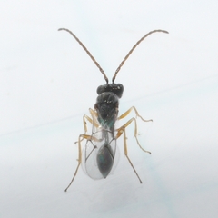 Anacharitinae
