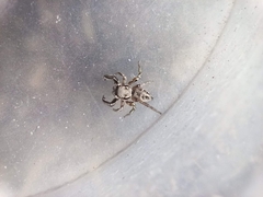 Habronattus mexicanus