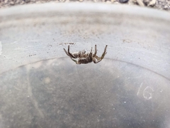 Habronattus mexicanus