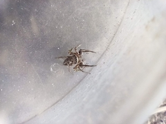 Habronattus mexicanus