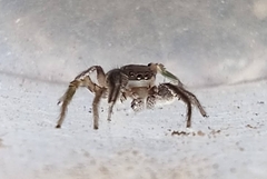 Habronattus mexicanus