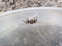 Habronattus mexicanus