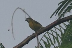 Euphonia chrysopasta