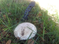 Agaricus campestris