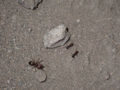 Pheidole fallax