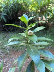 Lysimachia glutinosa