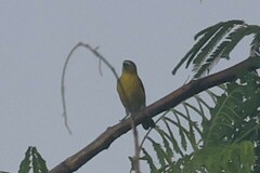 Euphonia chrysopasta