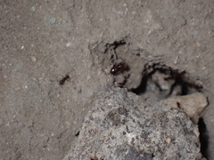 Pheidole fallax