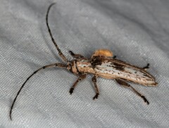 Planodema bimaculata