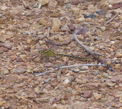 Austrogomphus guerini