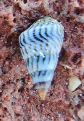 Littorininae