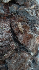Dasysyrphus