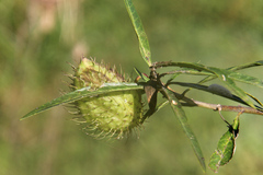 Gomphocarpus fruticosus