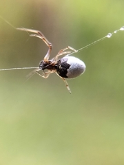 Argyrodes antipodianus
