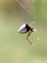 Argyrodes antipodianus