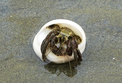 Clibanarius lineatus