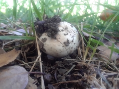 Agaricus campestris