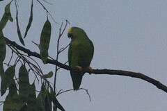 Brotogeris sanctithomae