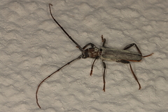 Xystrocera erosa
