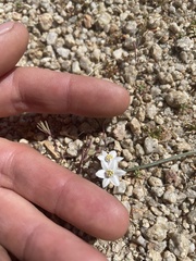 Muilla coronata