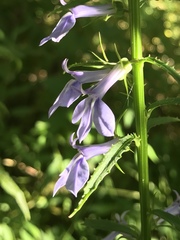 Lobelia