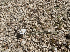 Muilla coronata