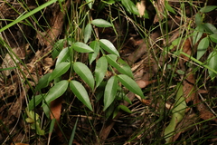 Secamone elliptica