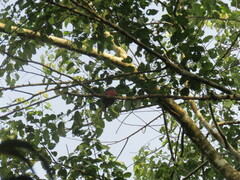 Trogon melanurus