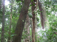 Theobroma cacao