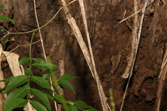 Secamone elliptica