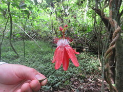 Passiflora vitifolia