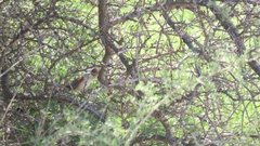 Synallaxis frontalis