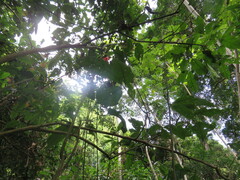 Passiflora vitifolia