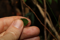 Secamone elliptica