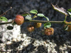Ayenia compacta