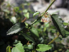 Ayenia compacta