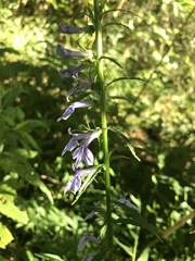 Lobelia