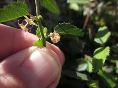 Ayenia compacta