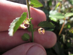 Ayenia compacta