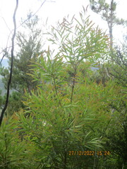 Hakea
