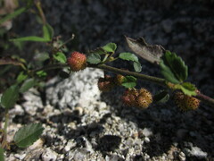 Ayenia compacta