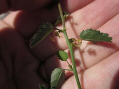 Ayenia compacta