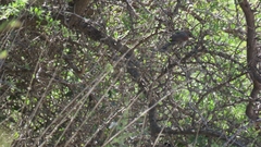 Synallaxis frontalis