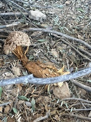 Battarrea phalloides