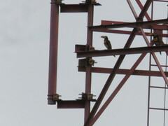 Pteroglossus castanotis