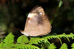 Heteronympha mirifica