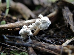 Cordyceps sinclairii